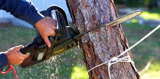 How Our Tree Care Process Works  in  Brooklyn Center, MN