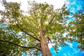Best Utility Line Clearance  in Brooklyn Center, MN