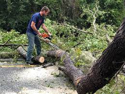 Professional Tree Removal in Brooklyn Center, MN