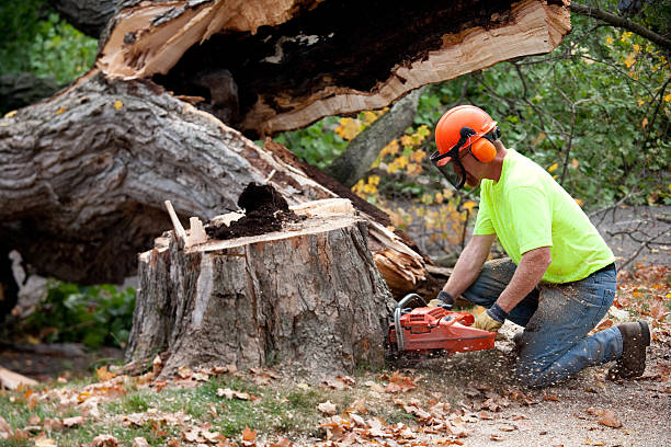 Best Tree and Shrub Care  in Brooklyn Center, MN