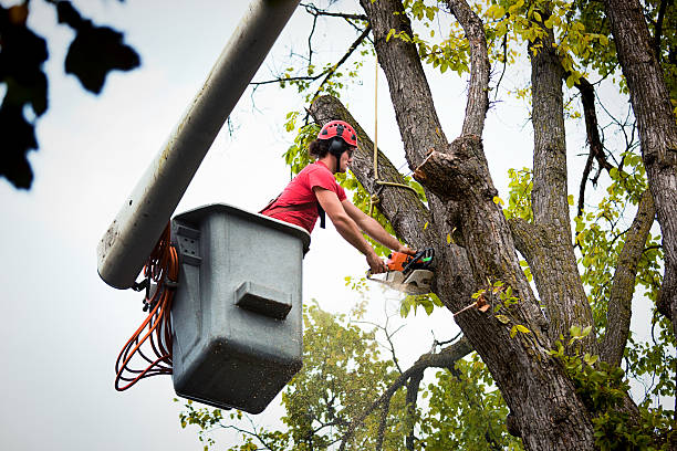 Best Emergency Tree Removal  in Brooklyn Center, MN