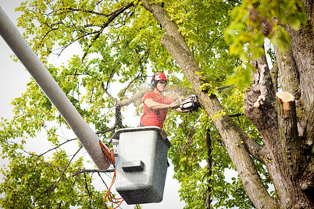 Lawn Pest Prevention in Brooklyn Center, MN